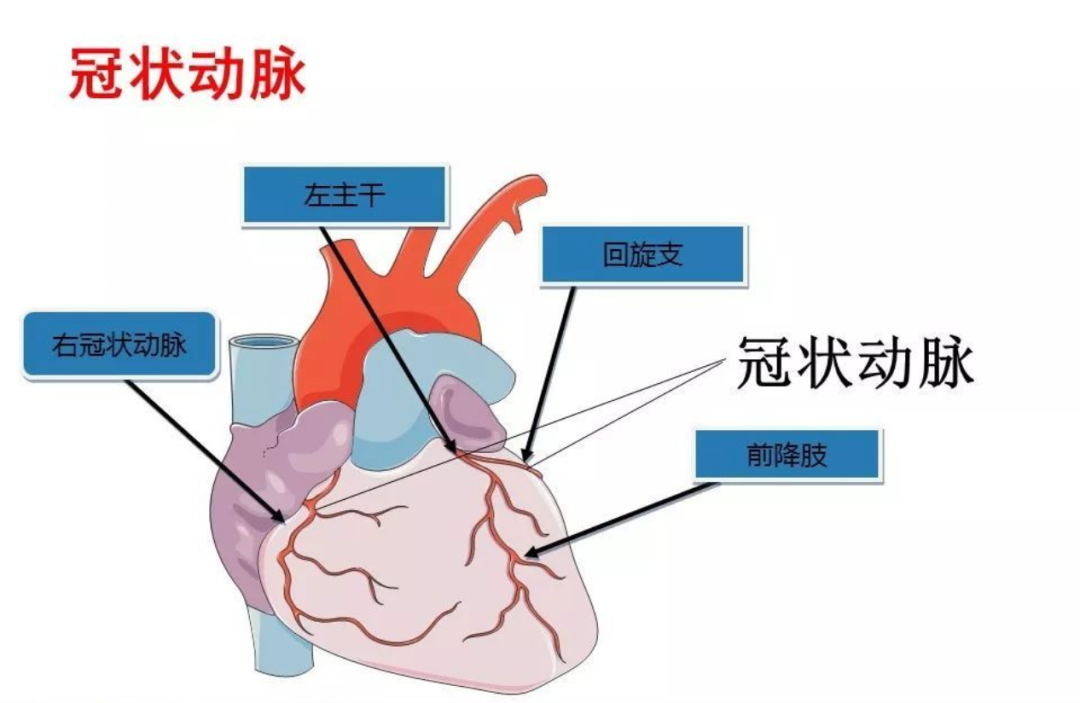 心脏血管会“抽筋”？认识一下冠脉痉挛！